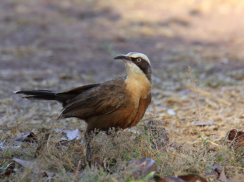 Grey-crowned Babbler