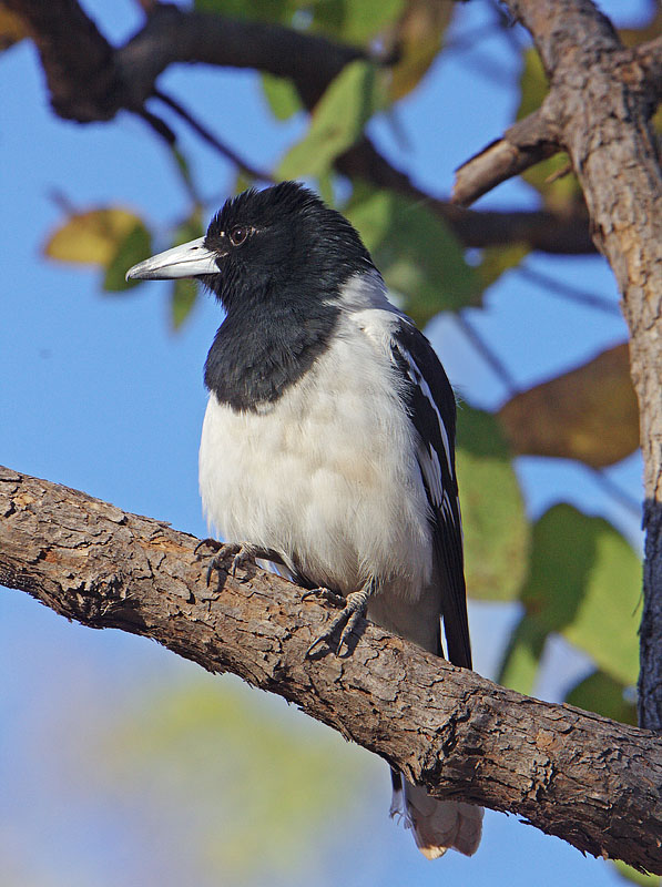 Adult Pied Butcherbird