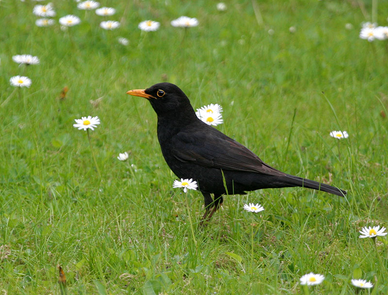 Blackbird