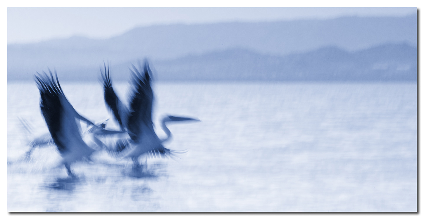 Pelicanos despegando  -  Pelicans taking off