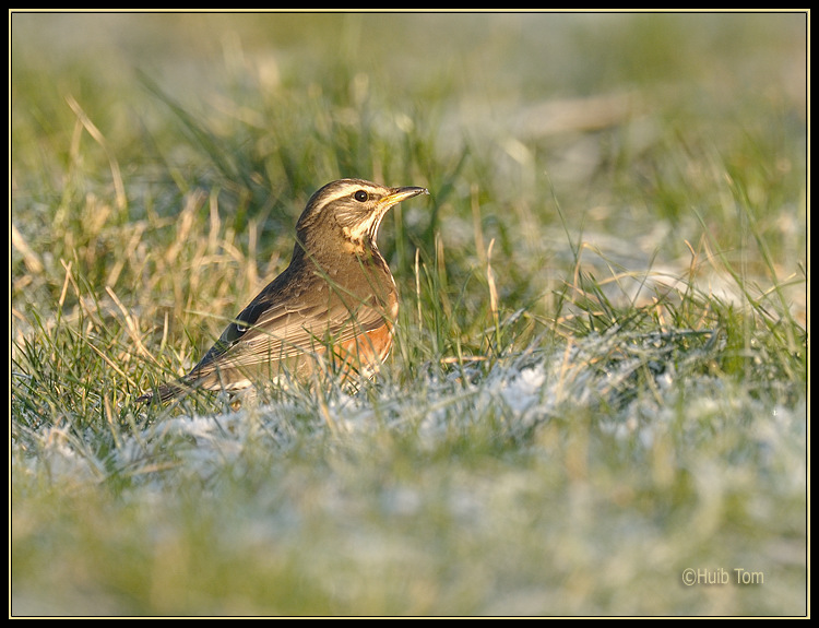 Koperwiek - Redwing