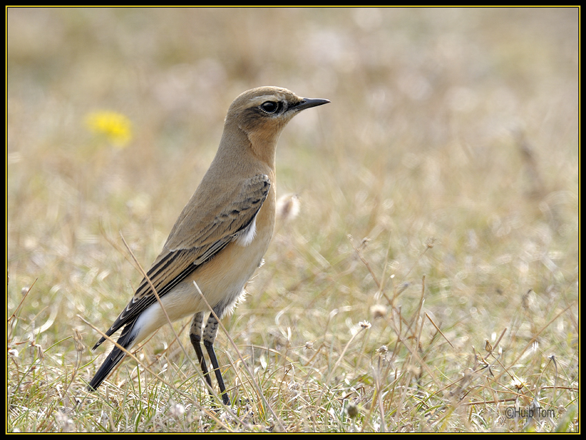 Tapuit - Wheatear