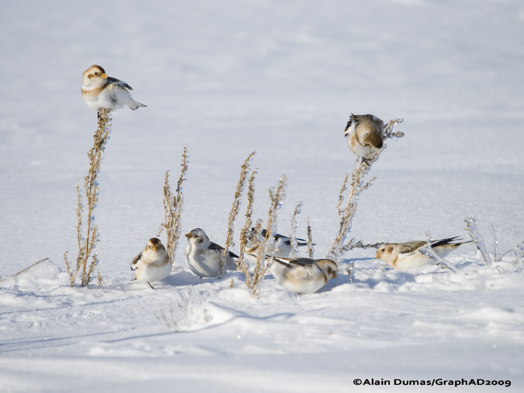 Bruants des Neiges - Snow Bunting 002