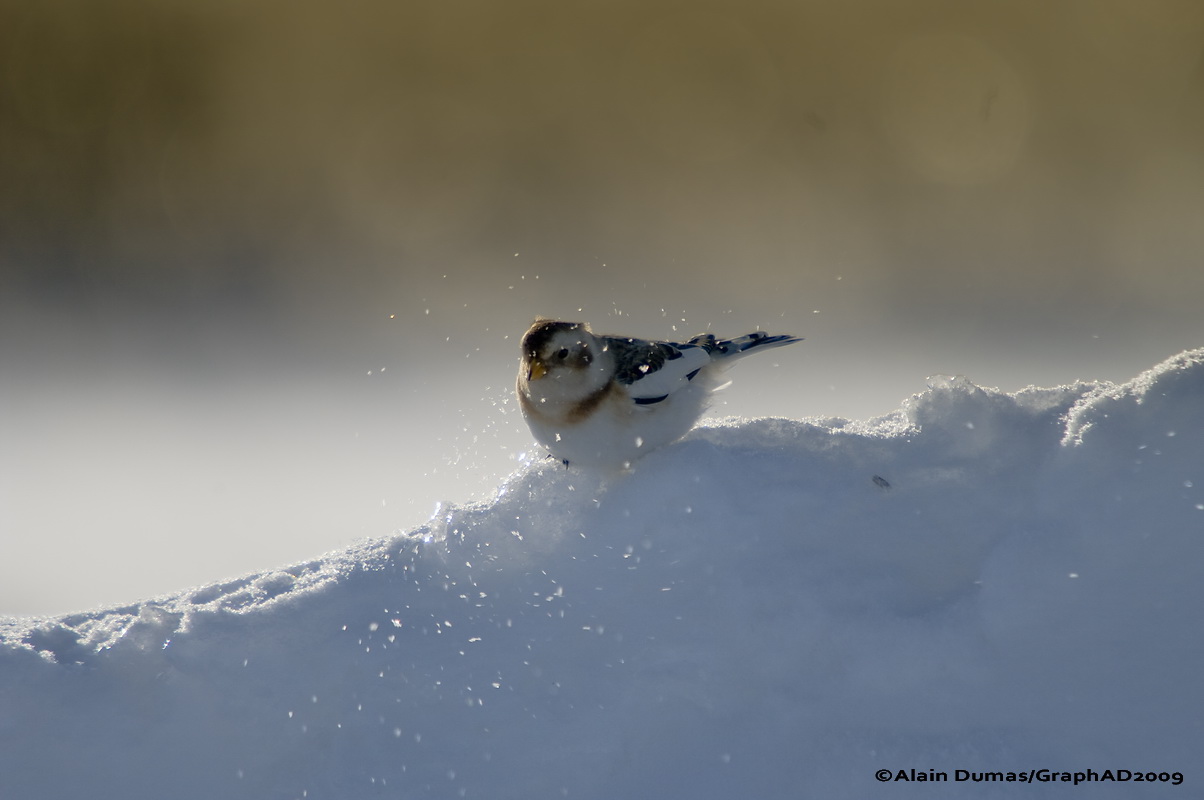 Bruants des Neiges - Snow Bunting 006