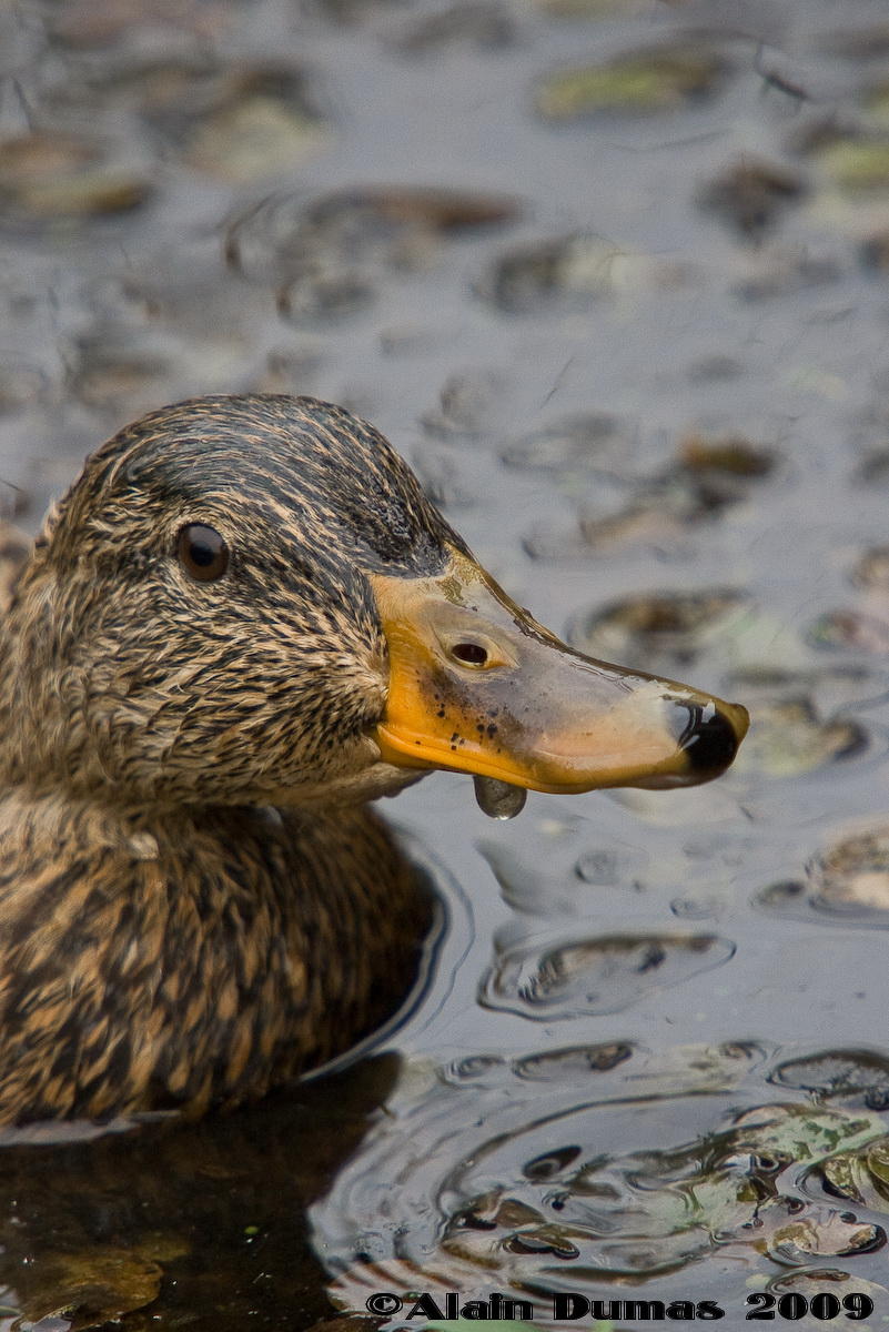 Canard Colvert - Mallard Duck