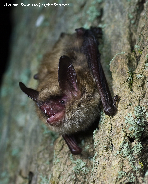 Bats Research - Recherche sur les Chauve-Souris