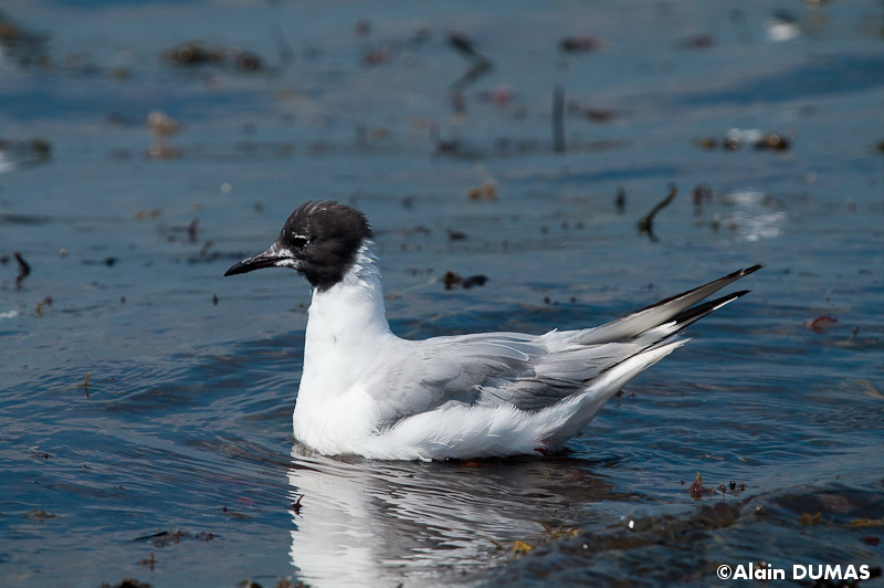 Mouette de Bonaparte mle -  Male Bonapartes Gull