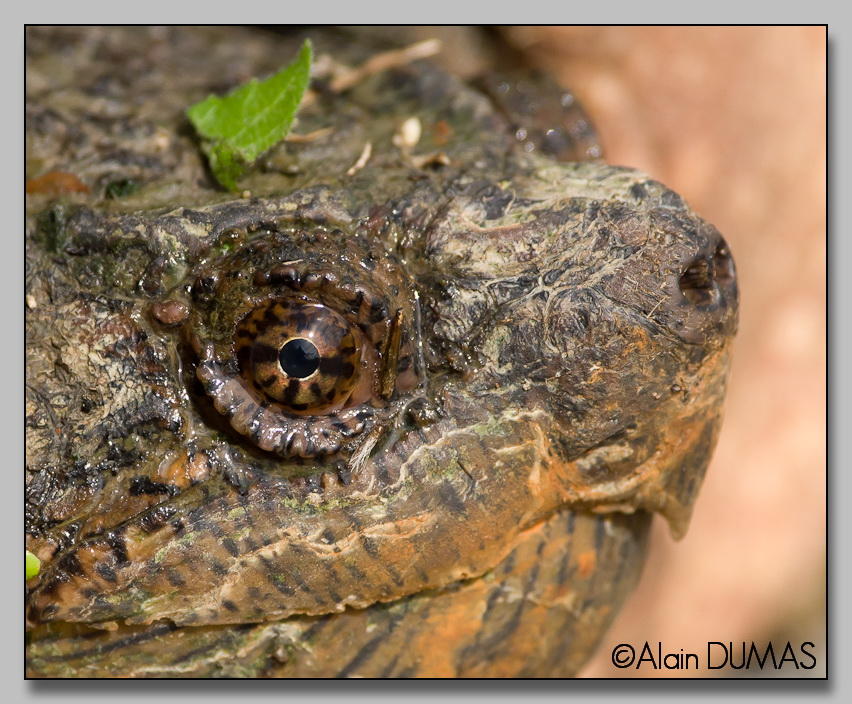 Tortue Serpentine - Snapping Turtle