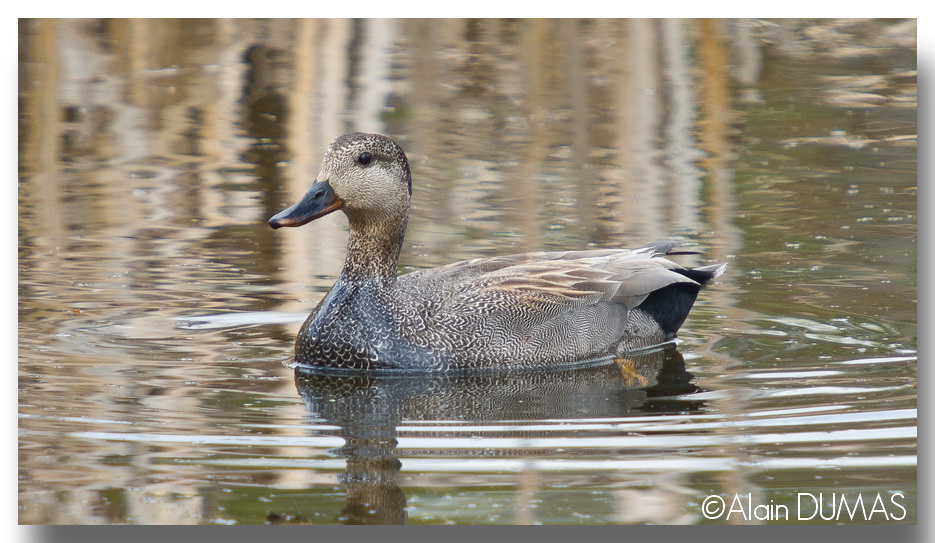 Canard Chipeau - Gadwall