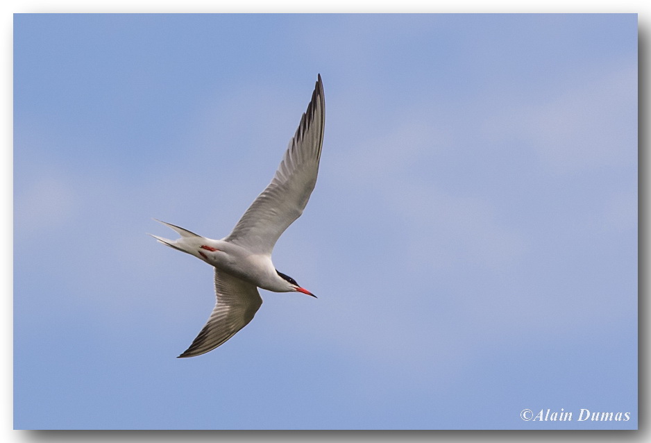 Sterne Pierregarin - Common Tern