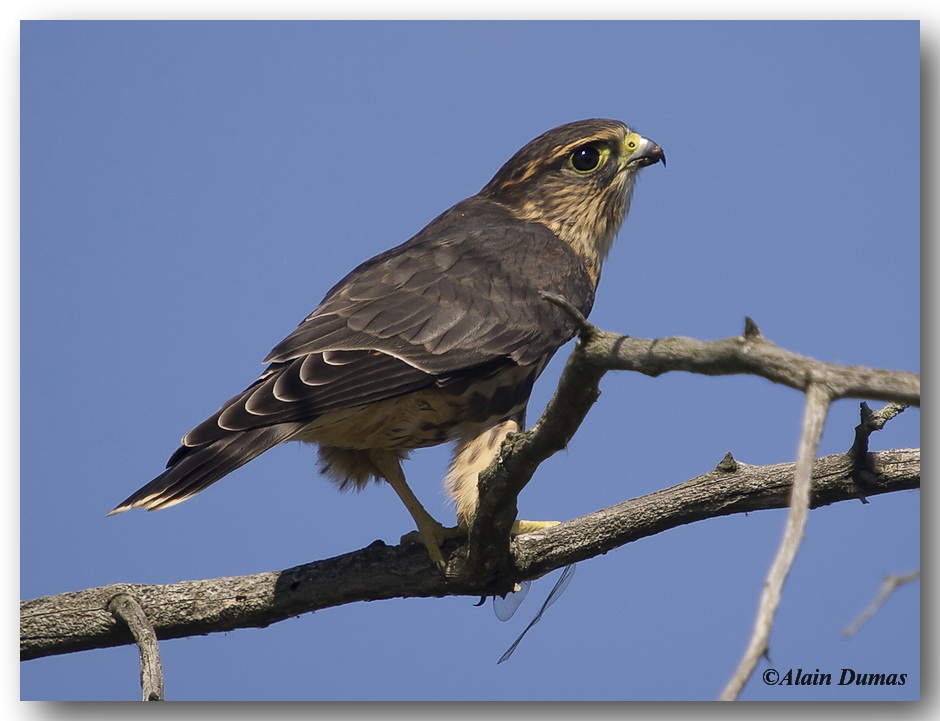 Faucon merillon - Merlin