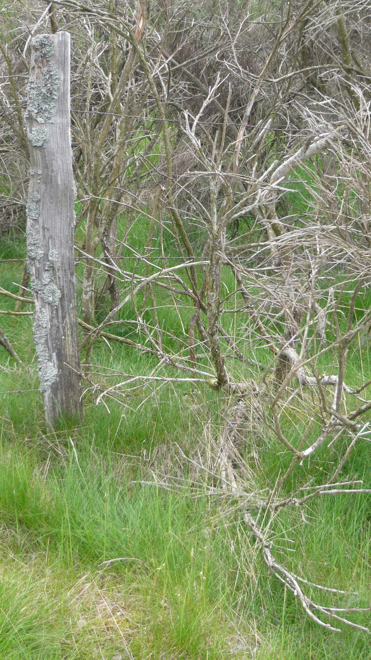 vieux genet