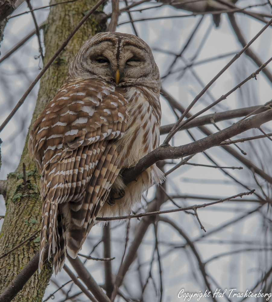 Barred Owl.jpg