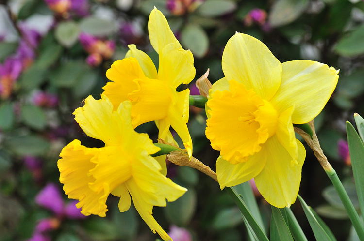 20090426 - Flowers - 048.jpg
