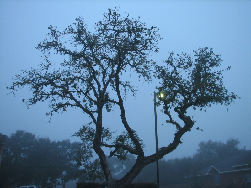 Foggy Morning