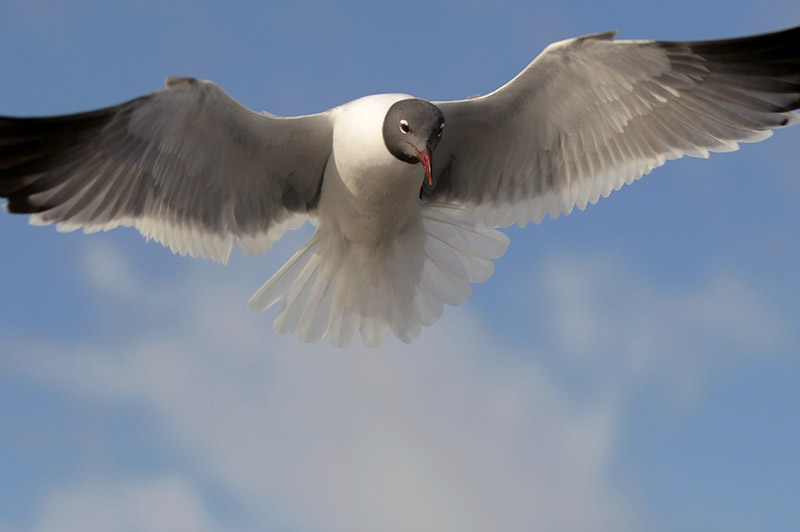 Laughing Gull