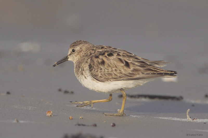 Least Sandpiper