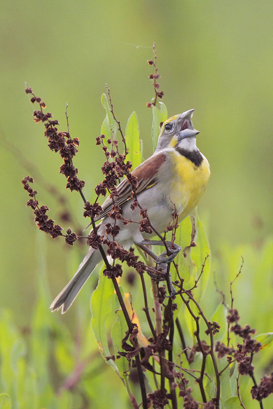 Dickcissel