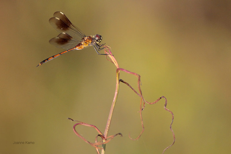 Four Spotted Pennant