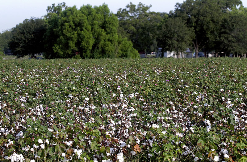 Cotton Field