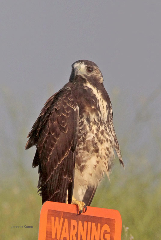 White-tailed Hawk