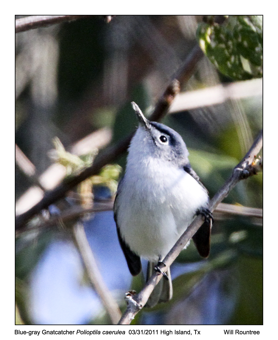 IMG_3965_BgGnatcatcher_10x100.jpg