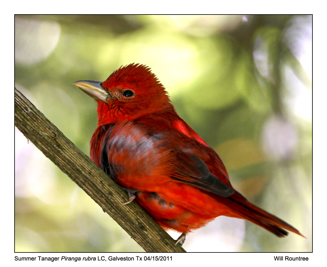 IMG_6583_SummerTanager_11x100.jpg