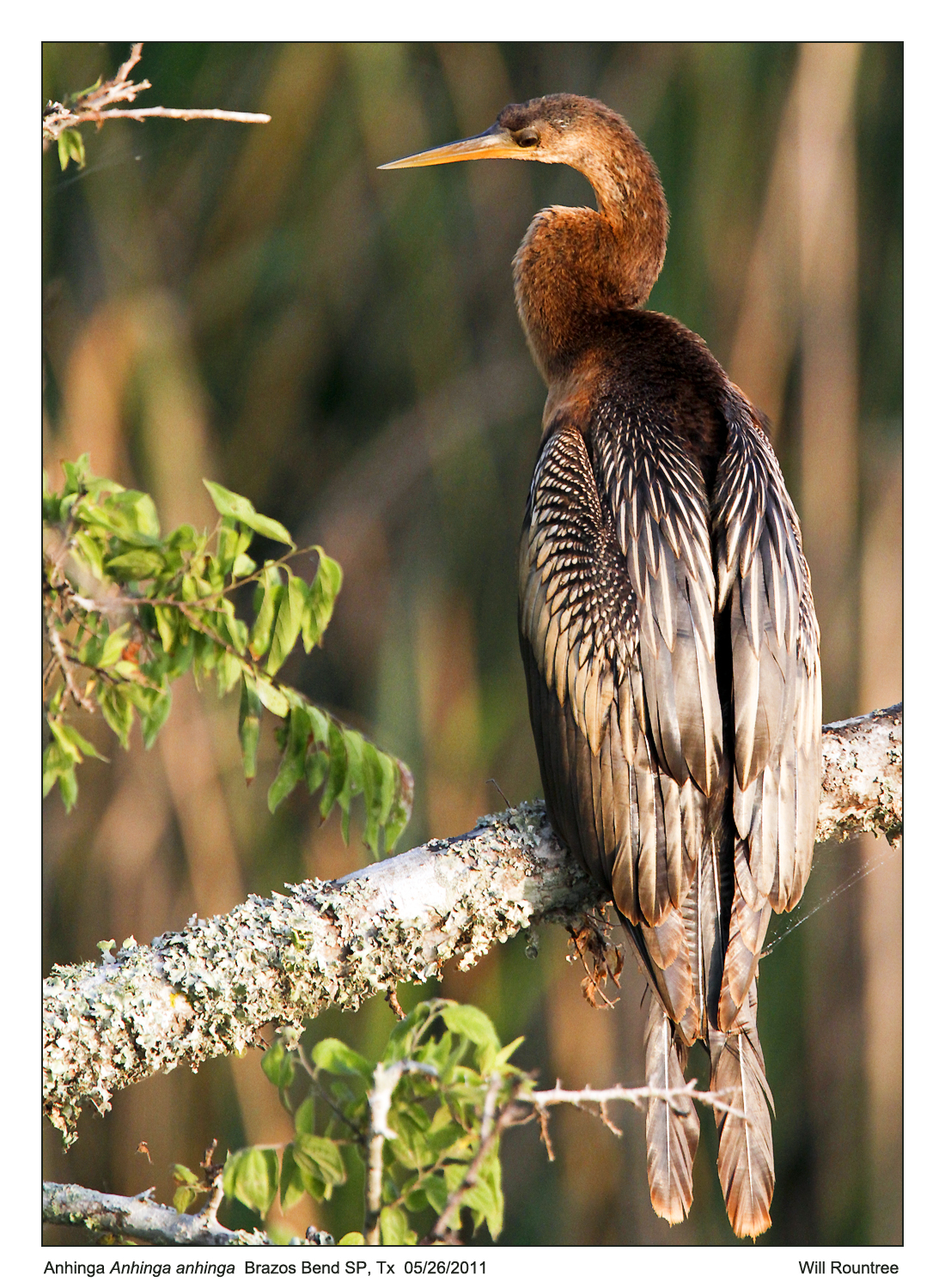 IMG_2714_Anhinga_15x100.jpg