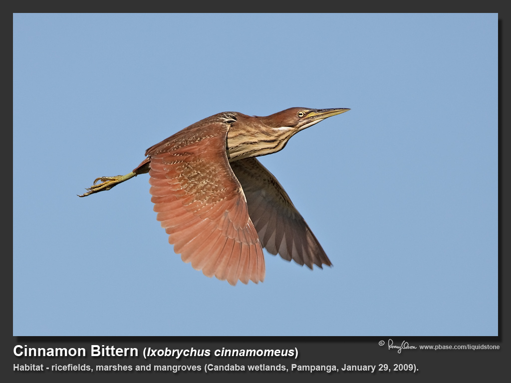 Cinnamon_Bittern-IMG_2260.jpg