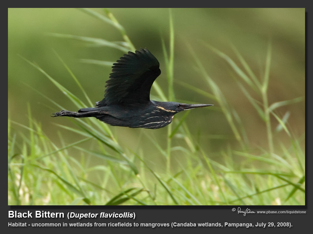 Black_Bittern-KZ2L0660.jpg