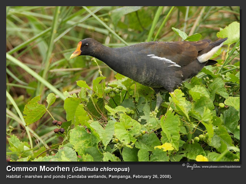 Common_Moorhen-IMG_2128.jpg