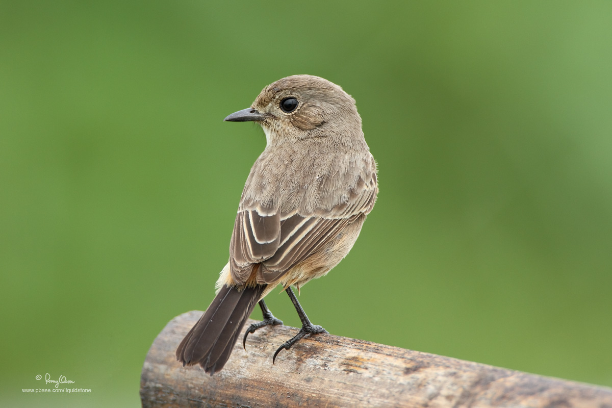 Pied_Bushchat-RomyOcon-IMG_9586-JPEG-1200x800.jpg