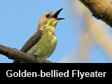 Golden-bellied Flyeater