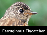 Ferruginous Flycatcher