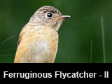 Ferruginous Flycatcher - Part II