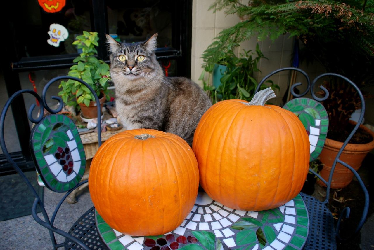 Rocky and his pumpkins
