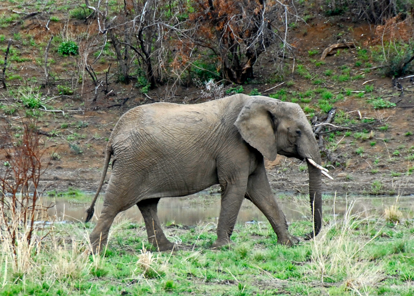 Elephant