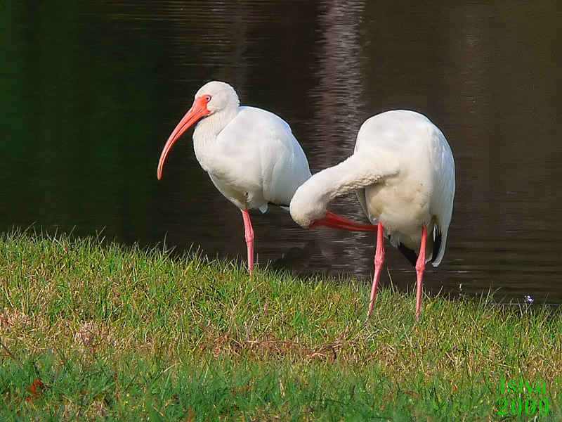 White Ibis  Eudocimus albus