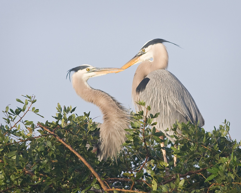 Herons Kissing