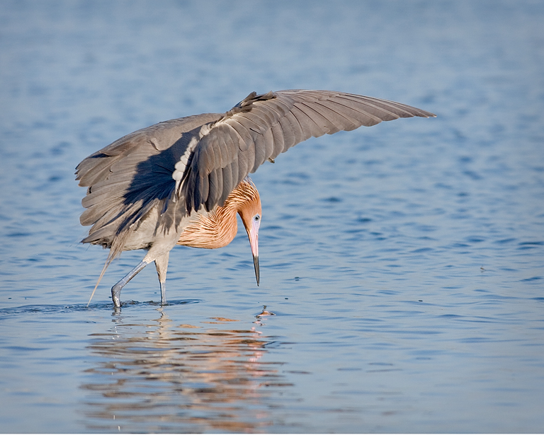 Reddish Egret Umbrella