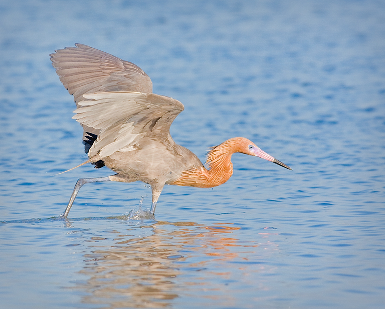Reddish Egret Dancing