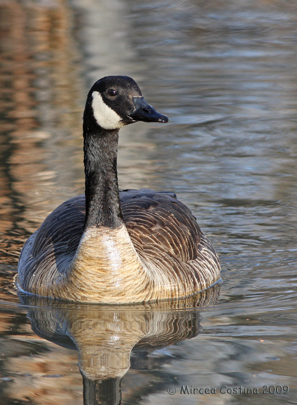 Canada Goose (Branta canadensis)