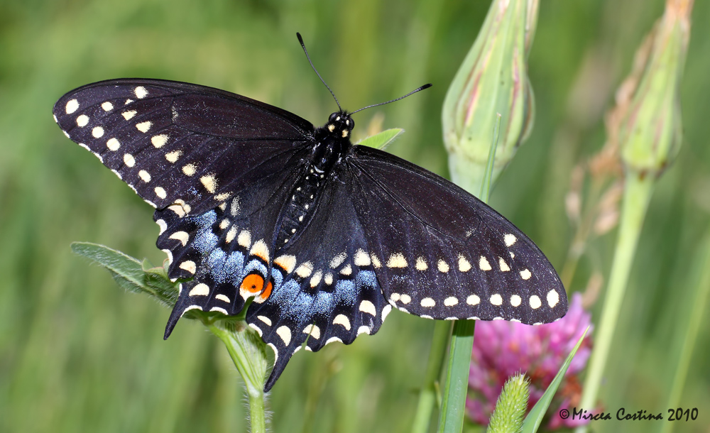 Black Swallowtail, Papilion du cleri (Papilio polyxenes)