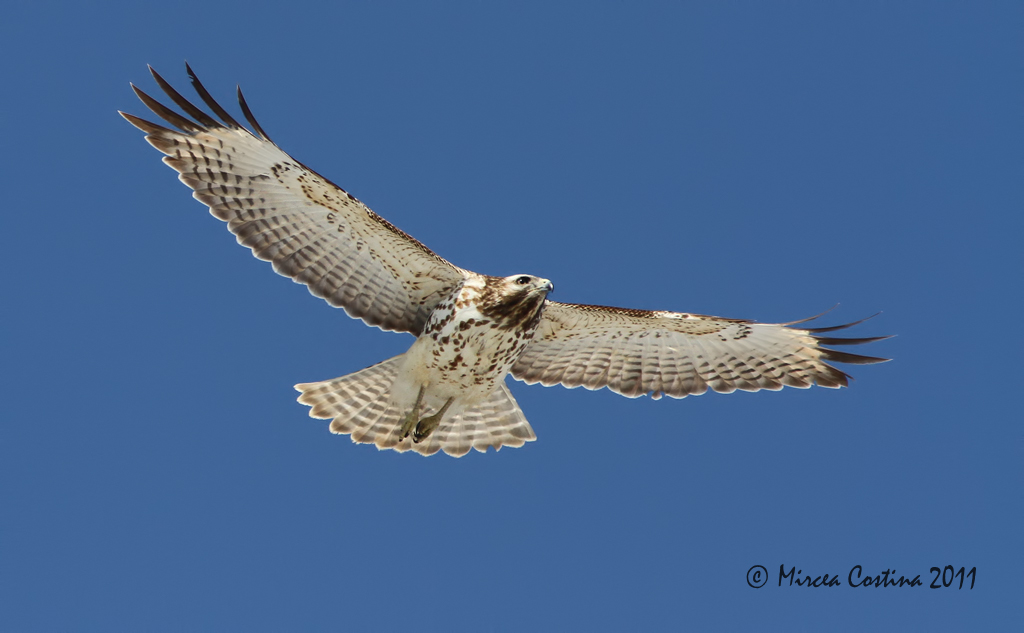 Red-shouldered Hawk, Buse  paulettes ( Buteo lineatus ) juvenile