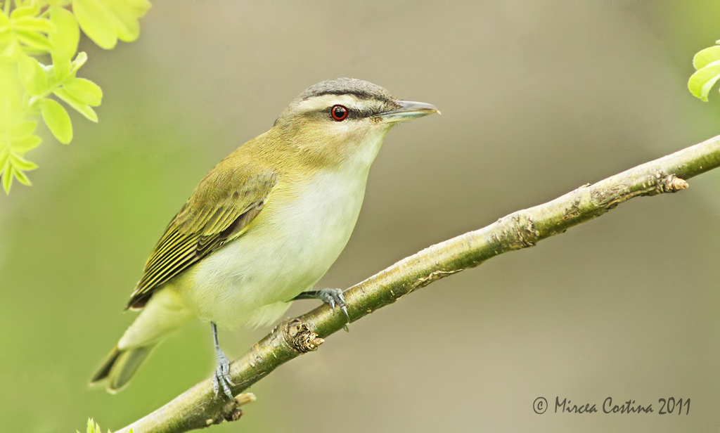 Red-eyed Vireo, Viro aux yeux rouges (Vireo olivaceus)