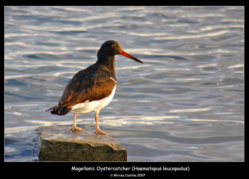 Magellanic-Oystercatcher