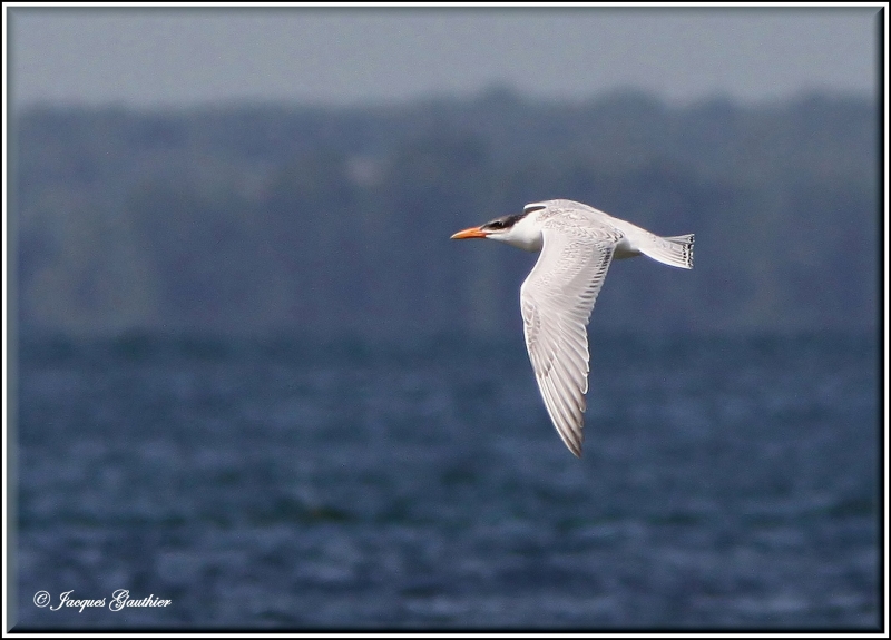 Sterne caspienne ( Caspian Tern )