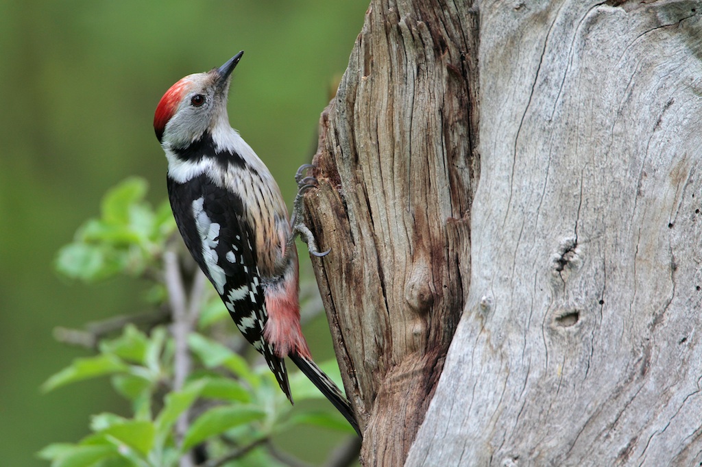 Middelste Bonte Specht/Middle Spotted Woodpecker