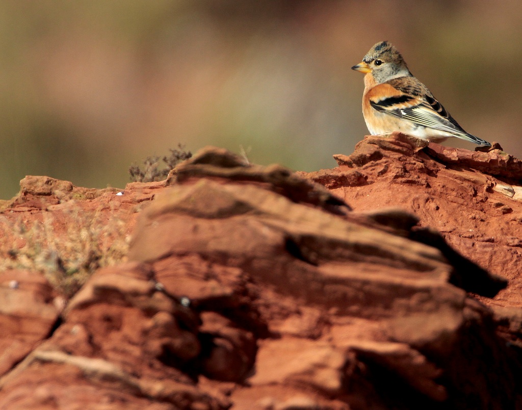 Keep (Brambling)