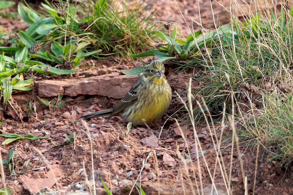 Geelgors (Yellowhammer)